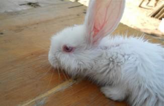 Симптомите на болестта на зайци и лечението им, снимки, видео