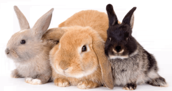 Симптомите на болестта на зайци и лечението им, снимки, видео