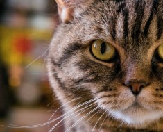 Camaya-старата котка в света - рейтингът на дълги дробчета в среда на котката