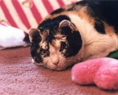 Camaya-старата котка в света - рейтингът на дълги дробчета в среда на котката