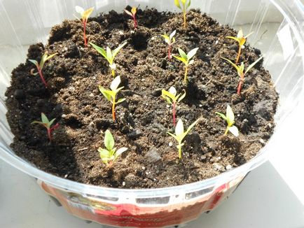 Celosia гребен расте от семена - подробни инструкции!