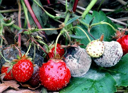 Срещани заболявания на ягоди и как да се справим с тях