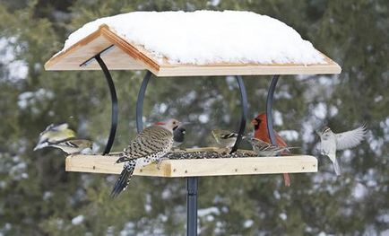 Какво и как да се помогне на птиците през зимата