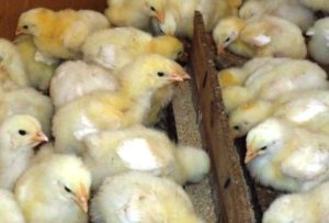 Емисията на пилета-бройлери у дома си, за да растат по-бързо
