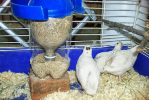 Емисията на пилета-бройлери у дома си, за да растат по-бързо