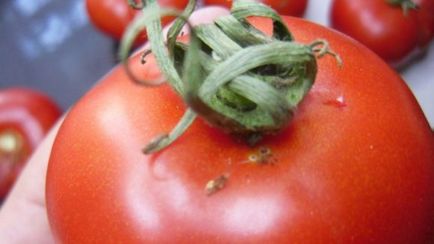 Как може да се развива домати в оранжерия и открито поле