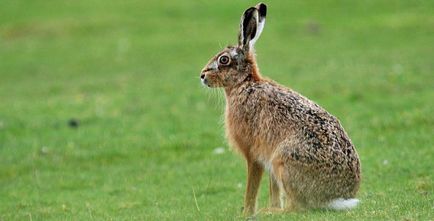 Какво яде заек в гората, отколкото се хранят с диви зайци през зимата