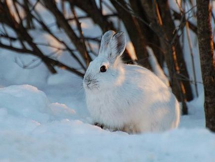 Какво яде заек в гората, отколкото се хранят с диви зайци през зимата