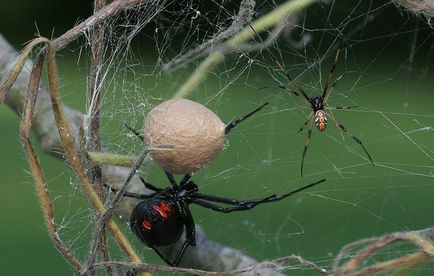 Колко полезна паяци (снимка)