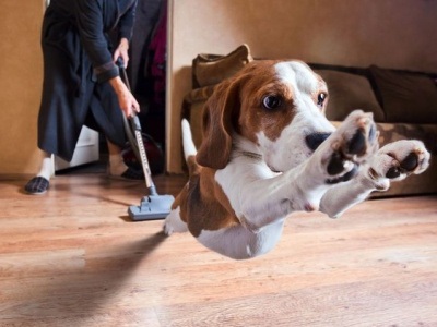 Чистота в къщата - и процедурата за това как да се поддържа