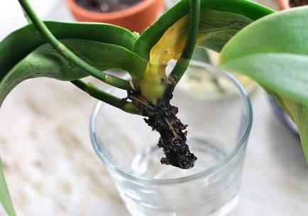 Какво трябва да направя, ако орхидея корените са изгнили, за да запазите растенията