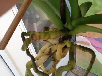 Какво трябва да направя, ако орхидея корените са изгнили, за да запазите растенията