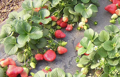 Какво да завод в близост до ягодите