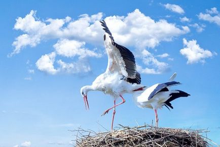 Какви са европейските ценности, и как те се различават от нашите