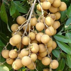 Какви плодове Longan, където се отглеждат, как да се хранят и как тя е полезна