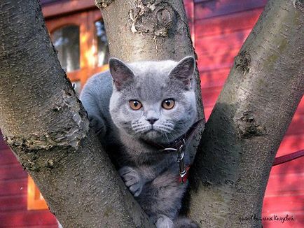 Цвят на очите котка, цвета на очите на котка снимка Персийска котка цвят точки генетичен външна
