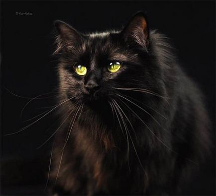 Цвят на очите котка, цвета на очите на котка снимка Персийска котка цвят точки генетичен външна