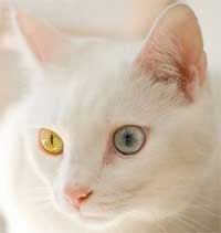 Цвят на очите при котките