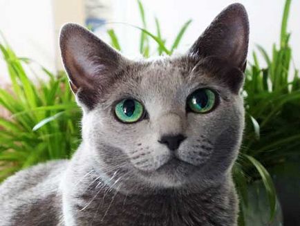 Цвят на очите при котките
