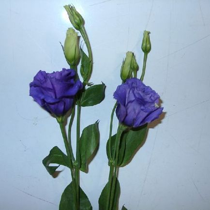 Цветя Еустома снимка и отглеждане на семена в страната