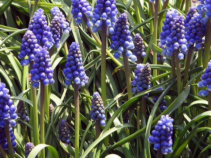 Muscari цветя - засаждане и грижи, Muscari снимка, отглеждане и съхранение; Muscari след цъфтежа