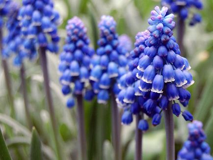 Muscari цветя - засаждане и грижи, Muscari снимка, отглеждане и съхранение; Muscari след цъфтежа