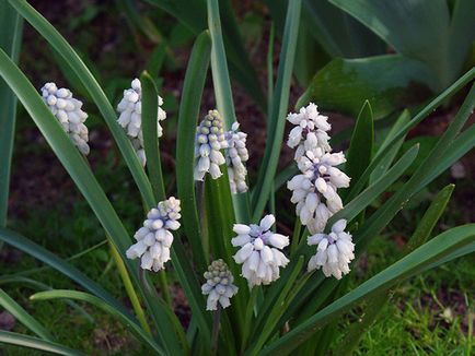 Muscari цветя - засаждане и грижи, Muscari снимка, отглеждане и съхранение; Muscari след цъфтежа