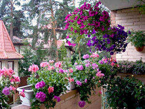 Цветя на балкон - как да се грижи; какви цветя се отглеждат на балкона