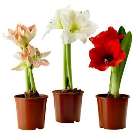 Amaryllis цвете - особено грижи у дома (снимки и видео)