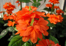 Amaryllis цвете - особено грижи у дома (снимки и видео)