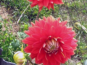 Dahlia цвете - засаждане и грижи, фото далии, отглеждане и описание далия; как да се съхранява