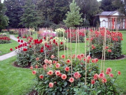Dahlia цвете - засаждане и грижи, фото далии, отглеждане и описание далия; как да се съхранява (цвете) Dahlia цвете - засаждане и грижи, фото далии, отглеждане и описание далия; как да се съхранява