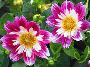 Dahlia цвете - засаждане и грижи, фото далии, отглеждане и описание далия; как да се съхранява
