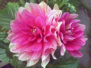 Dahlia цвете - засаждане и грижи, фото далии, отглеждане и описание далия; как да се съхранява