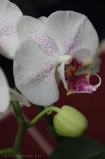 Цветя плат - орхидея, вихрови цветя