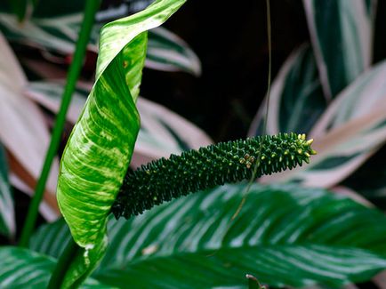 Цвете Spathiphyllum - грижа в дома; защо Spathiphyllum изсъхва, жълто, черно и завъртане