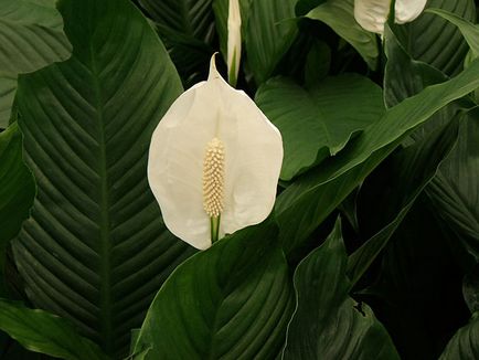 Цвете Spathiphyllum - грижа в дома; защо Spathiphyllum изсъхва, жълто, черно и завъртане