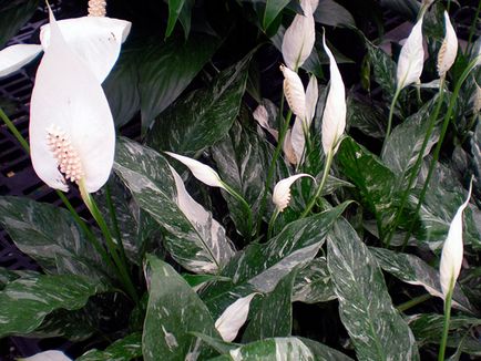 Цвете Spathiphyllum - грижа в дома; защо Spathiphyllum изсъхва, жълто, черно и завъртане