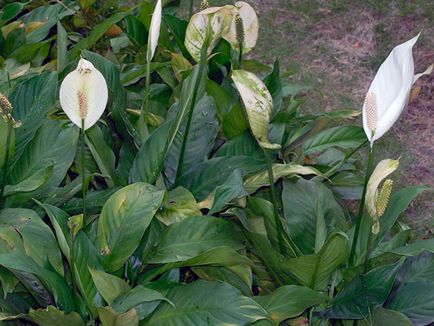 Цвете Spathiphyllum - грижа в дома; защо Spathiphyllum изсъхва, жълто, черно и завъртане