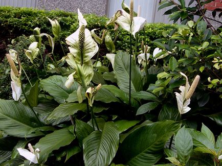 Цвете Spathiphyllum - грижа в дома; защо Spathiphyllum изсъхва, жълто, черно и завъртане