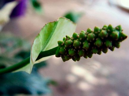 Цвете Spathiphyllum - грижа в дома; защо Spathiphyllum изсъхва, жълто, черно и завъртане