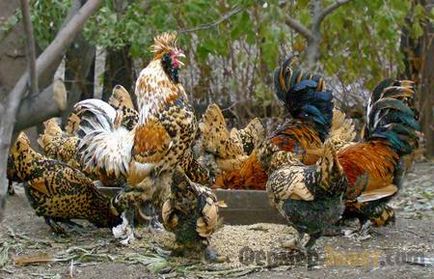 Декоративни функции джудже пилешки породи