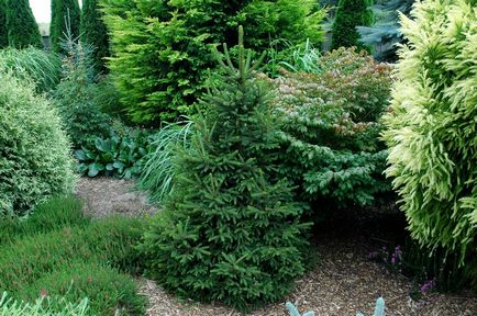 Декоративни храсти за градината, озеленяване на градината различни състави на дървета,