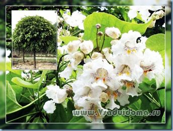 Catalpa дърво - снимка, грижи, отглеждане и размножаване и засаждане, на мястото на градината и вилата