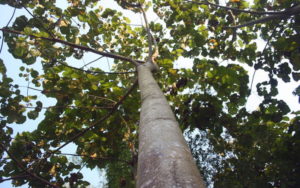 зебрано дърво