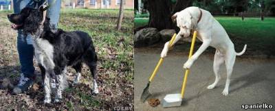 Съществуващите правила за водене на кучета - шпаньоли от съдържанието на статии - Directory - Москва