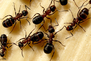 Домакински мравки в апартамента техните причини, начини да се справят с тях и превантивни мерки