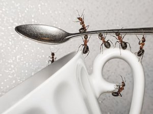 Домакински мравки в апартамента техните причини, начини да се справят с тях и превантивни мерки