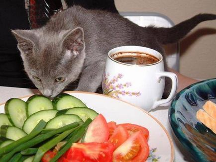 Начало храна за котки