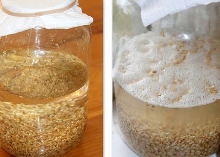водка рецепти Начало пшеница, как да правят водка от пшеница у дома
